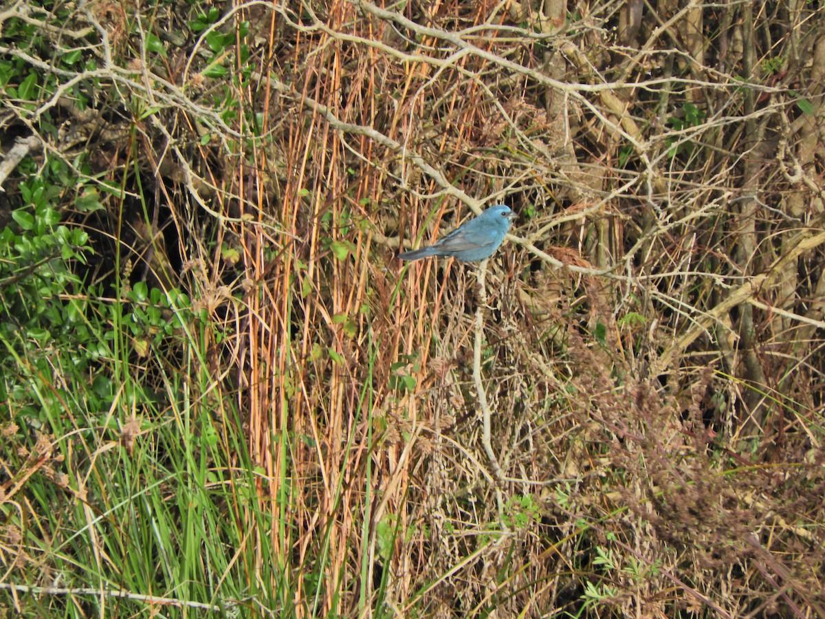 Glaucous-blue Grosbeak - ML620891622