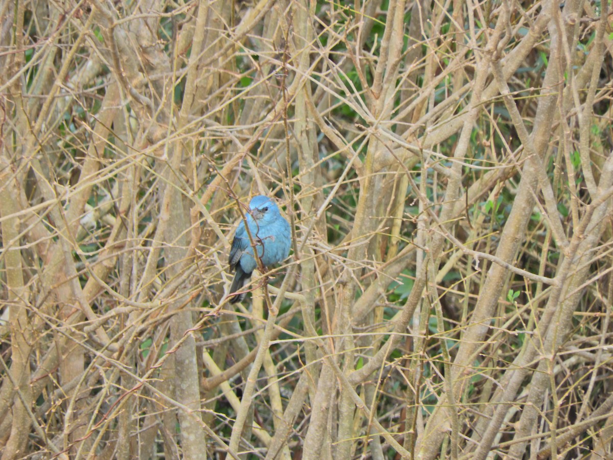 Glaucous-blue Grosbeak - ML620891623