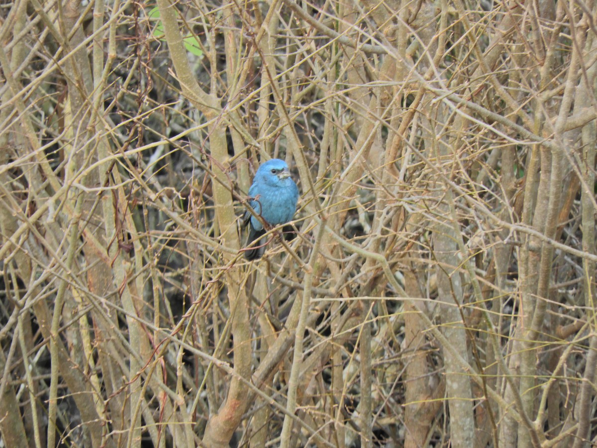 Glaucous-blue Grosbeak - ML620891625