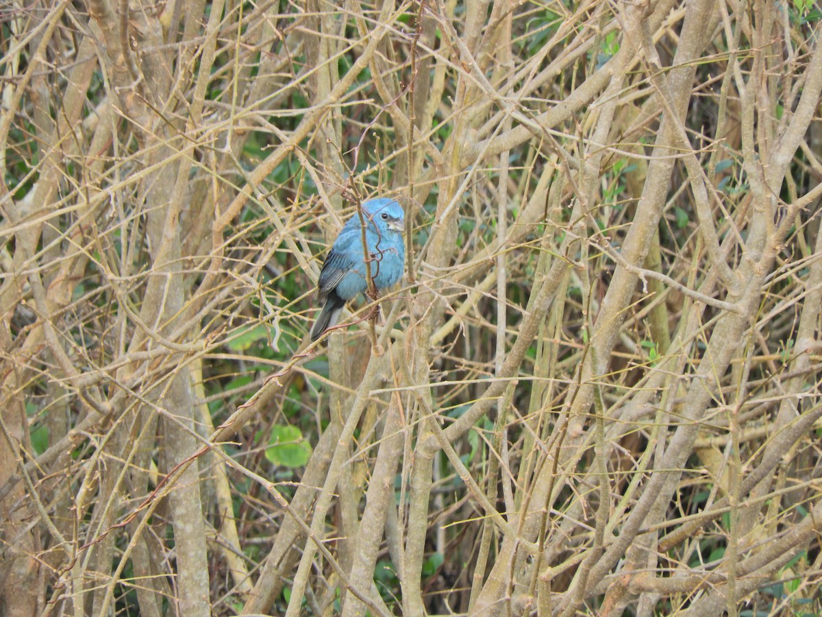 Glaucous-blue Grosbeak - ML620891626