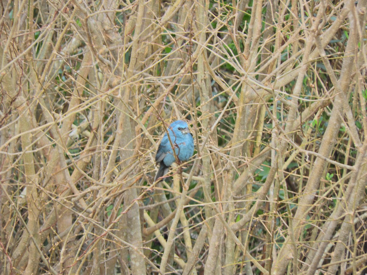 Glaucous-blue Grosbeak - ML620891627