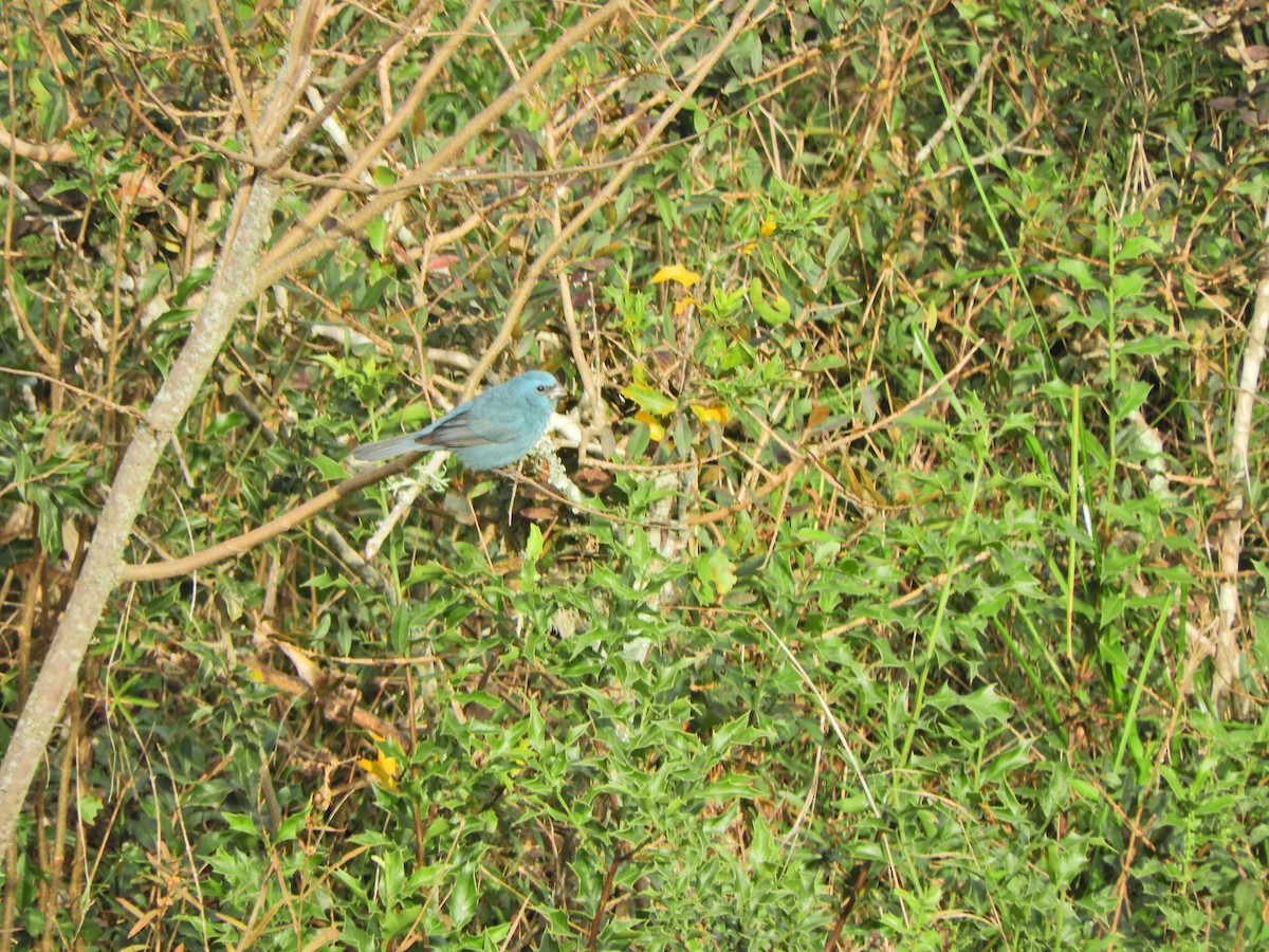 Glaucous-blue Grosbeak - ML620891631