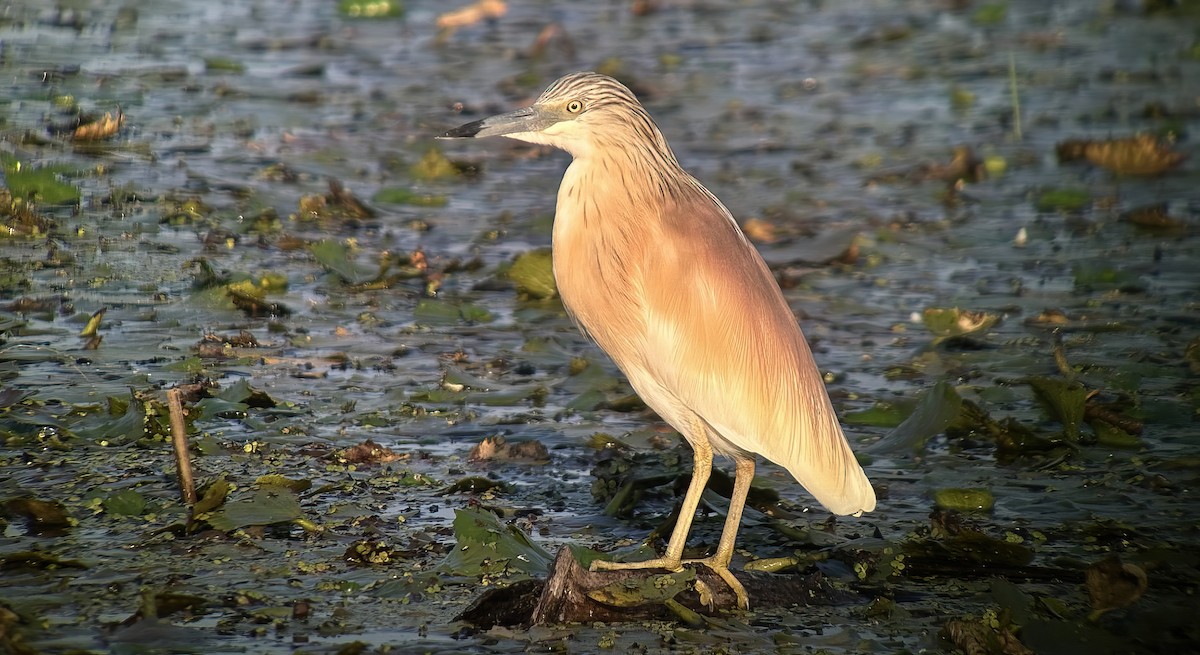 Squacco Heron - ML620891633