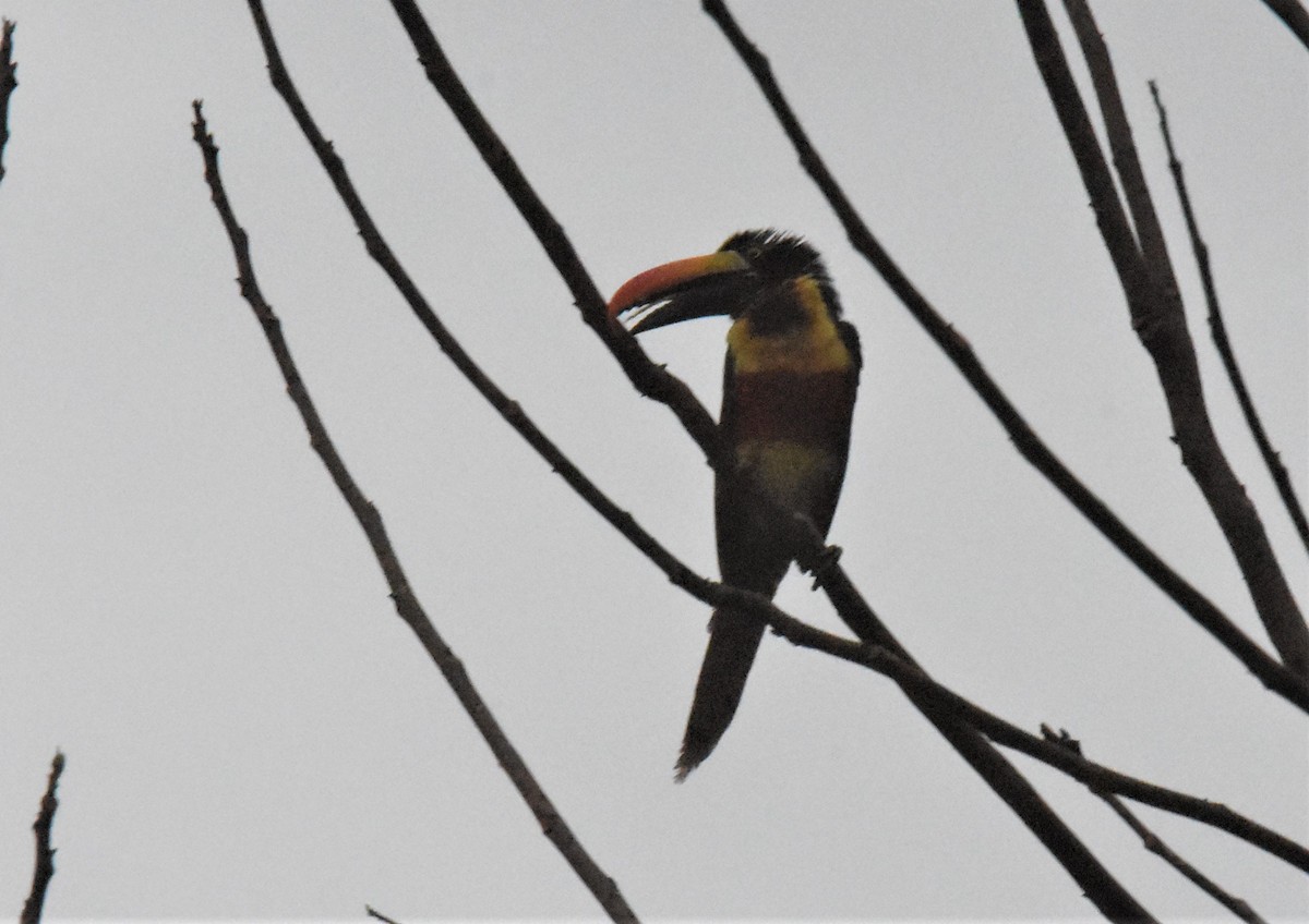 Fiery-billed Aracari - ML620891635