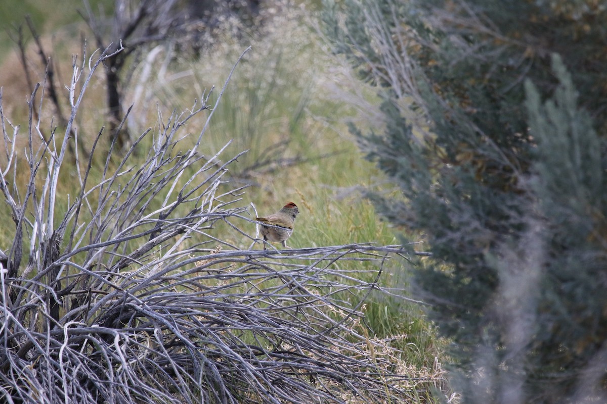 Green-tailed Towhee - ML620891636