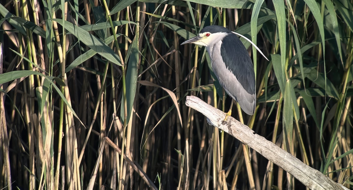 Black-crowned Night Heron - ML620891637