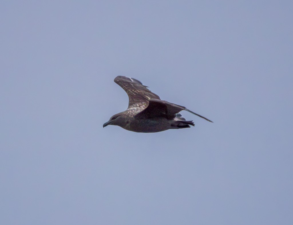 Brown Skua - ML620891640