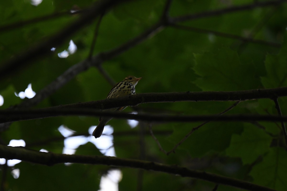 Ovenbird - ML620891641