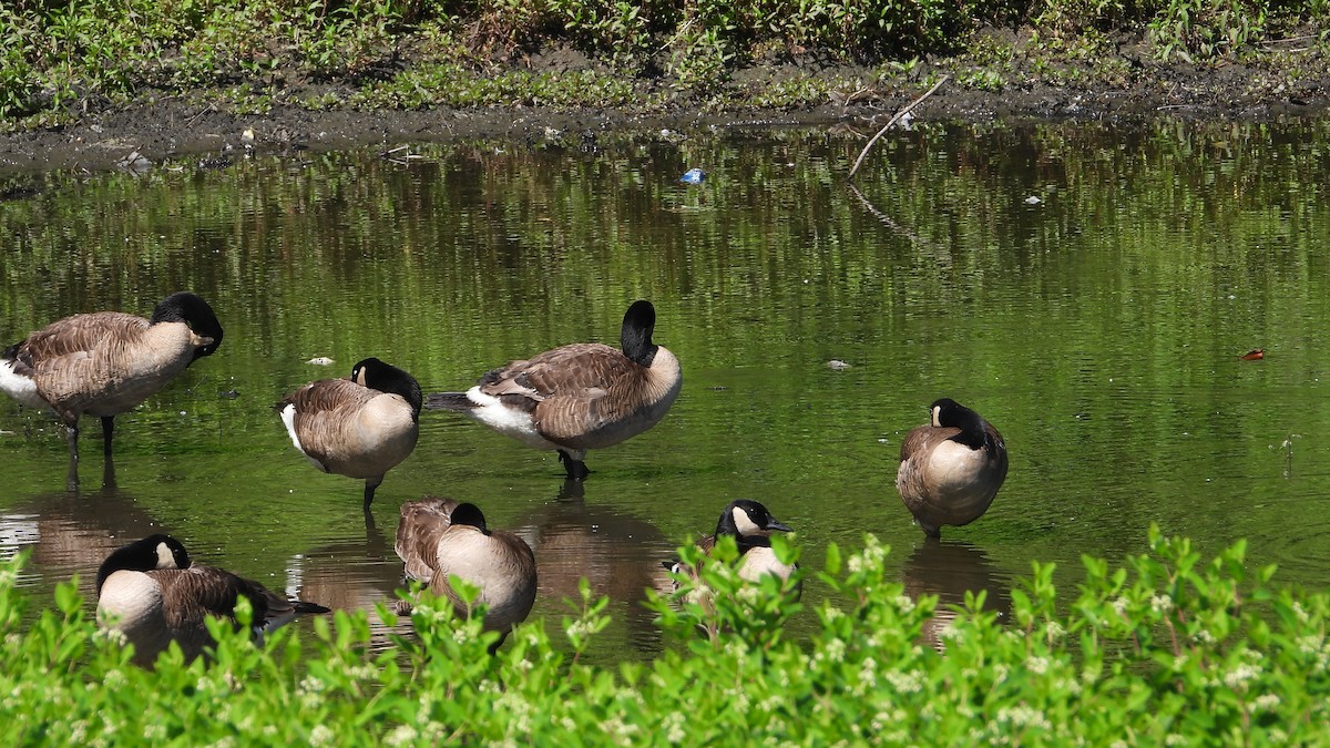 Canada Goose - ML620891643