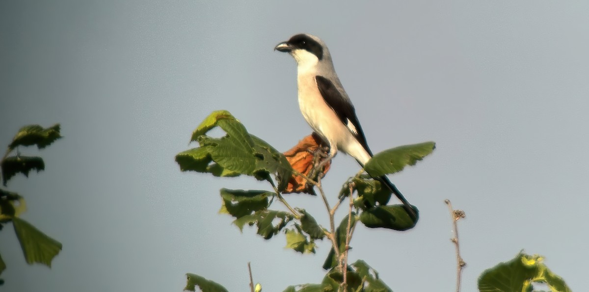 Lesser Gray Shrike - ML620891644