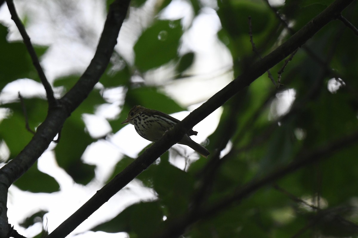 Ovenbird - ML620891647