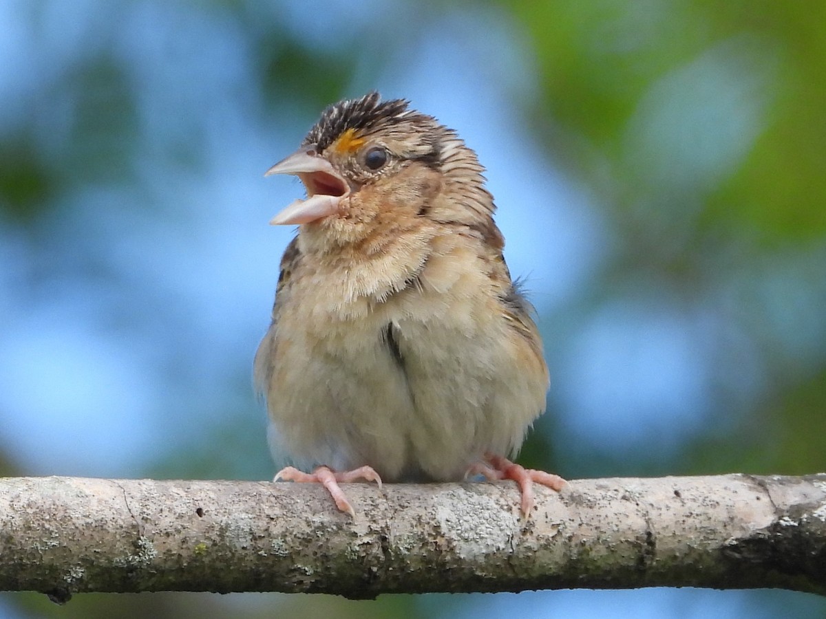 Grasshopper Sparrow - ML620891648