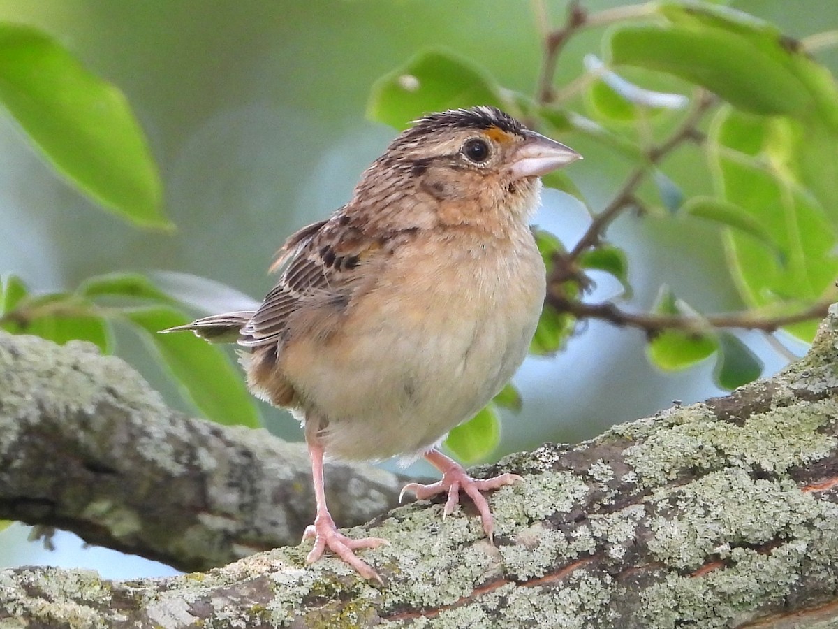 Grasshopper Sparrow - ML620891649