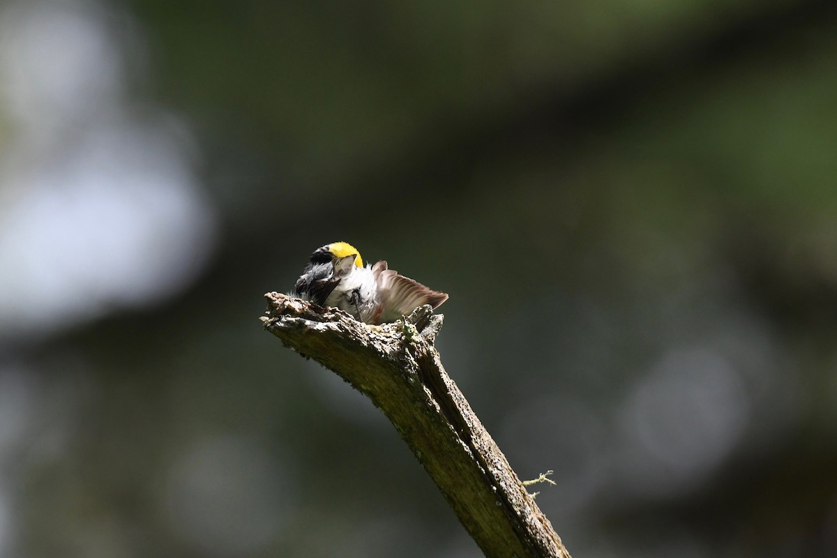 Chestnut-sided Warbler - ML620891652