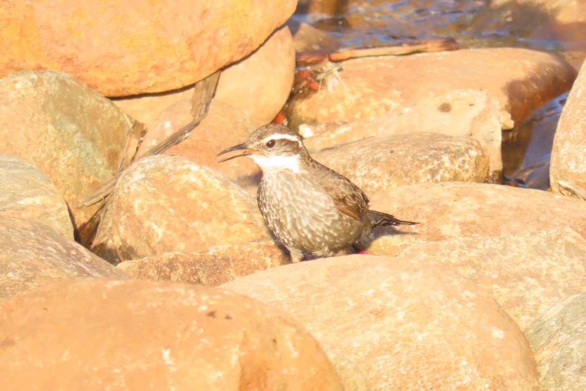 Dark-bellied Cinclodes - ML620891653