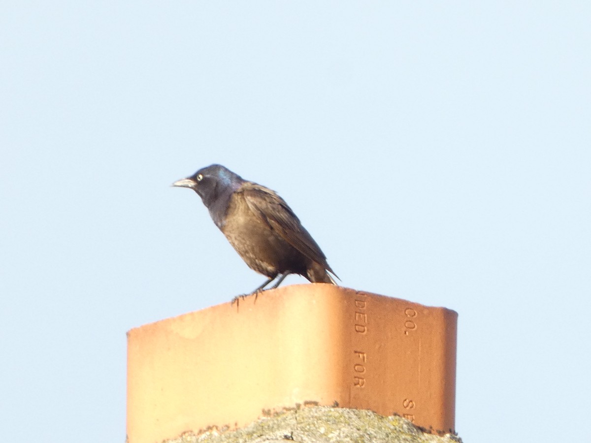 Common Grackle - ML620891656