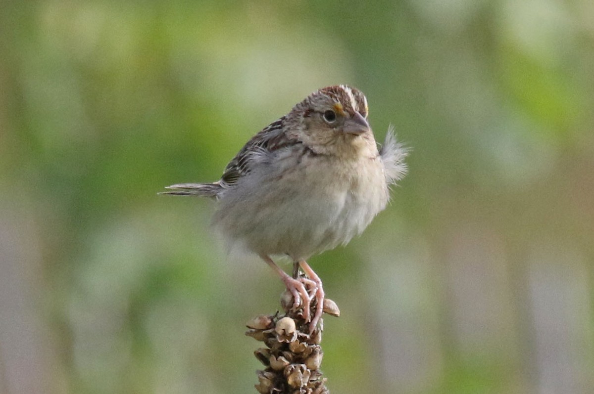 Grasshopper Sparrow - ML620891662