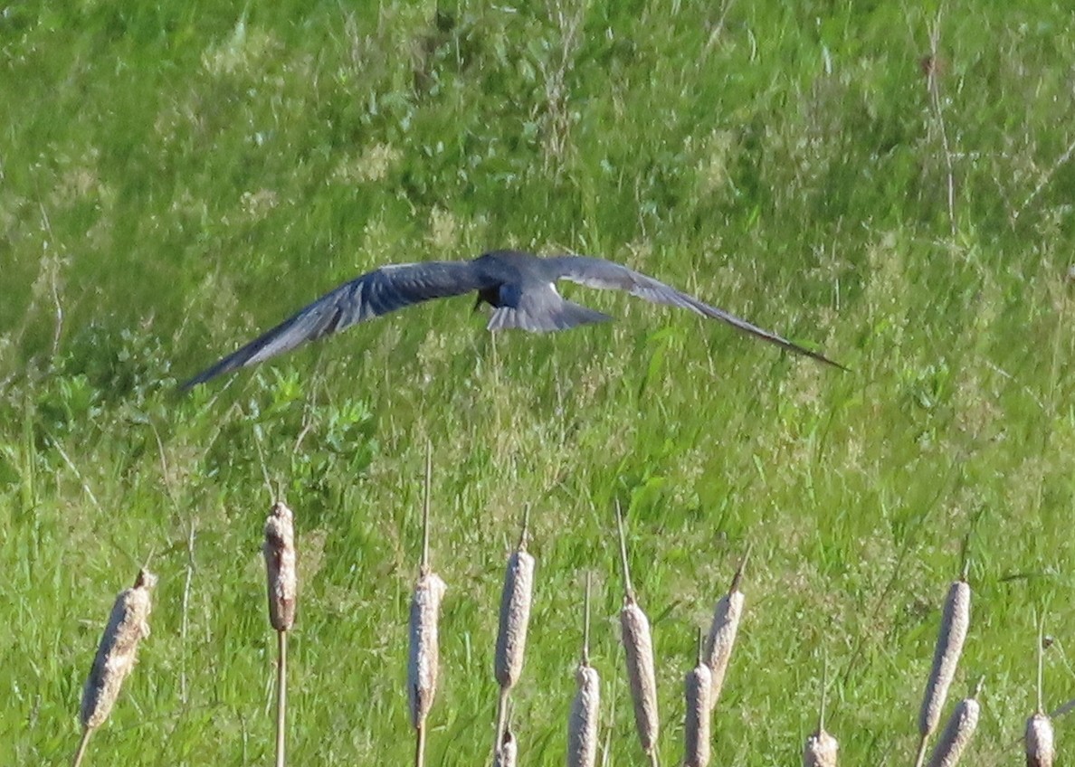 Black Tern - ML620891663