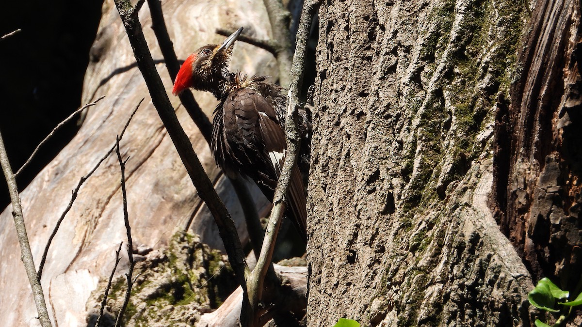 Pileated Woodpecker - ML620891664