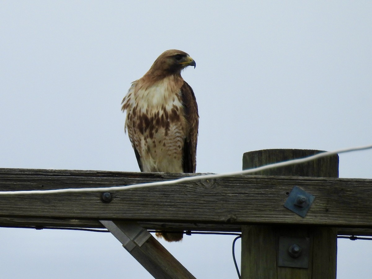 Red-tailed Hawk - ML620891667