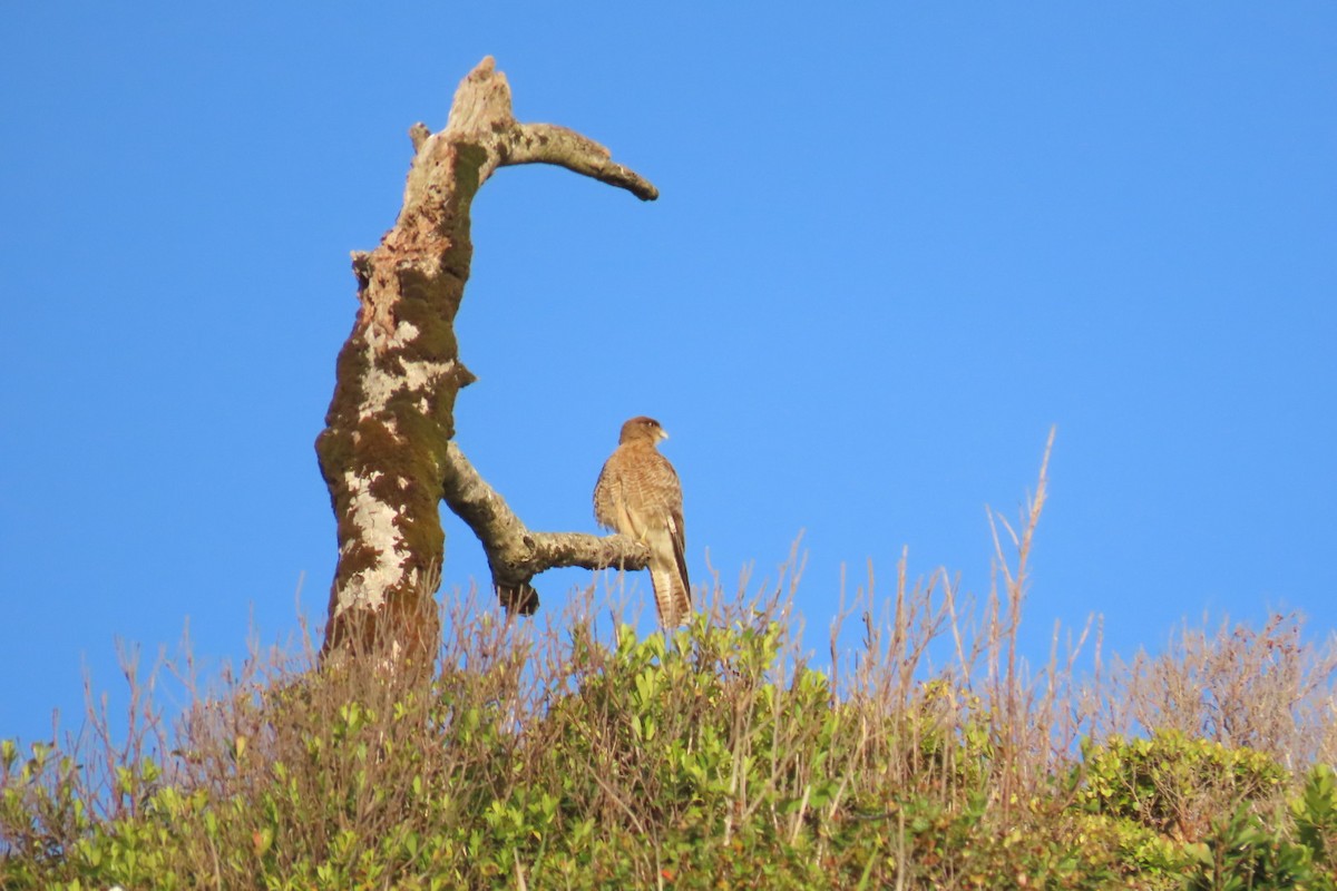 Chimango Caracara - ML620891668