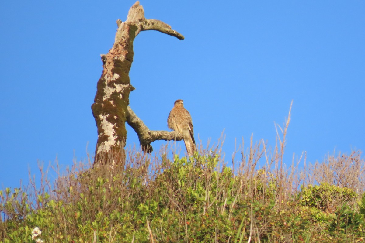 Chimango Caracara - ML620891669