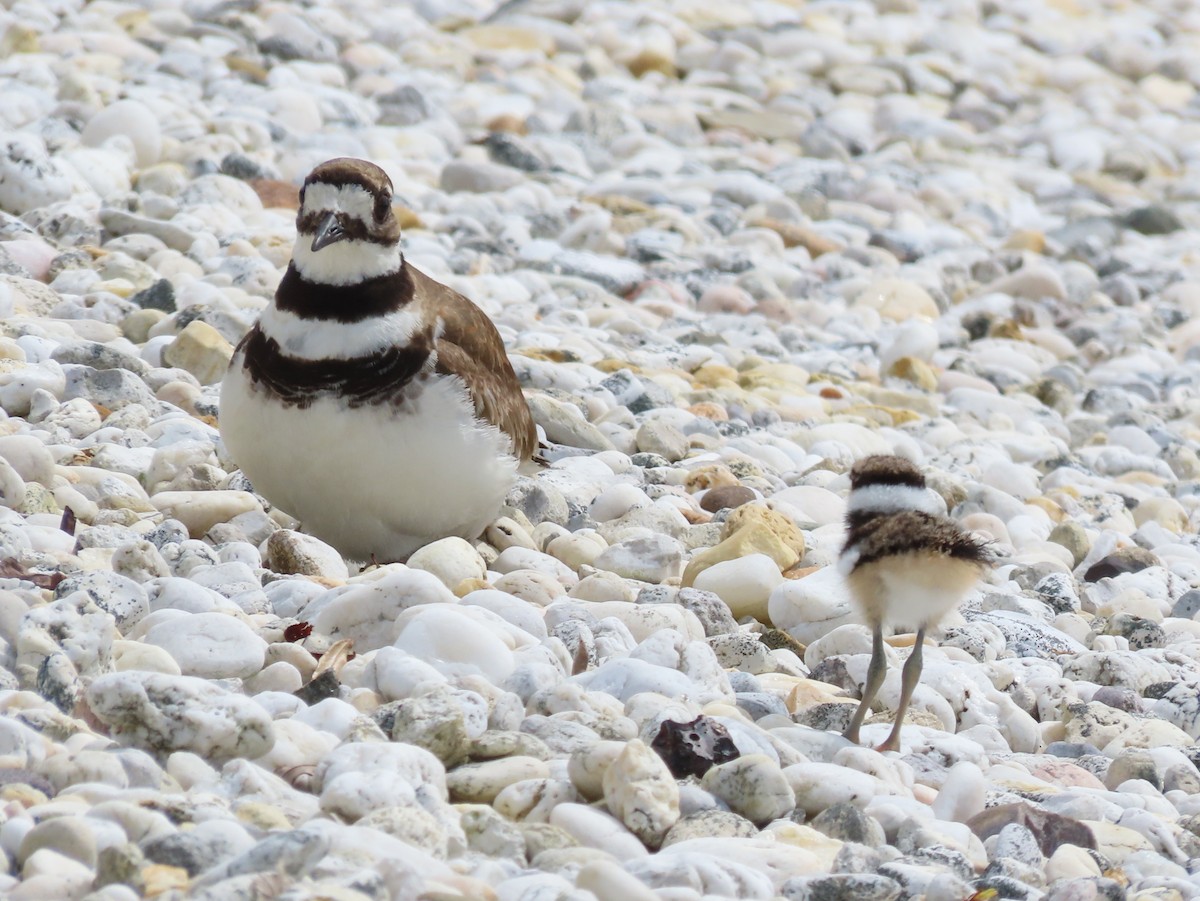 Killdeer - Ruth Bergstrom