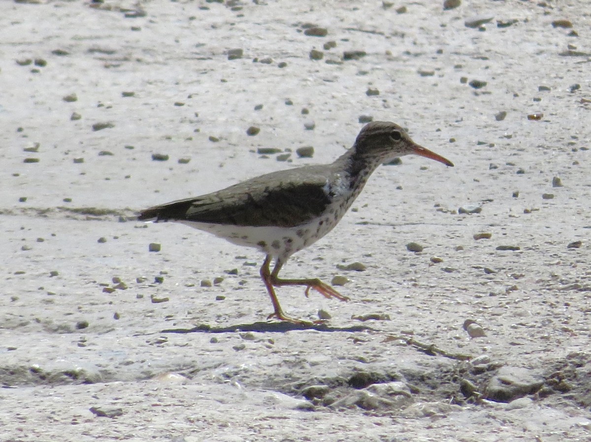 Spotted Sandpiper - ML620891674