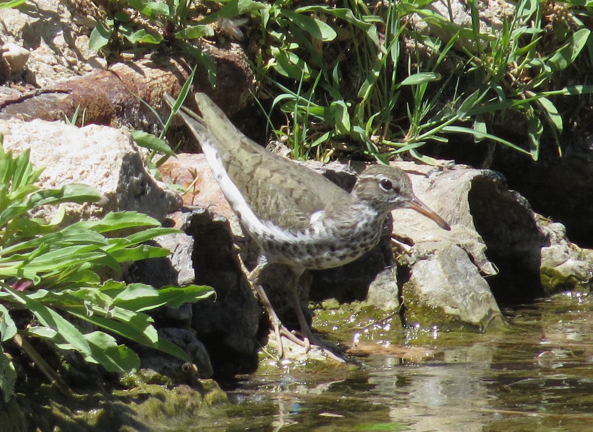 Spotted Sandpiper - ML620891683