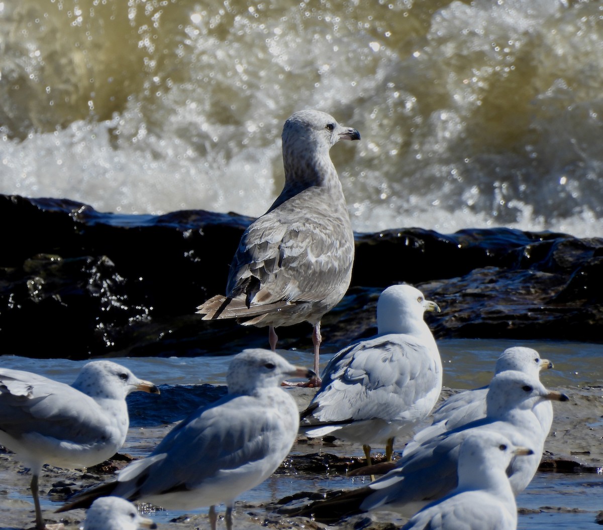 Herring Gull - ML620891688