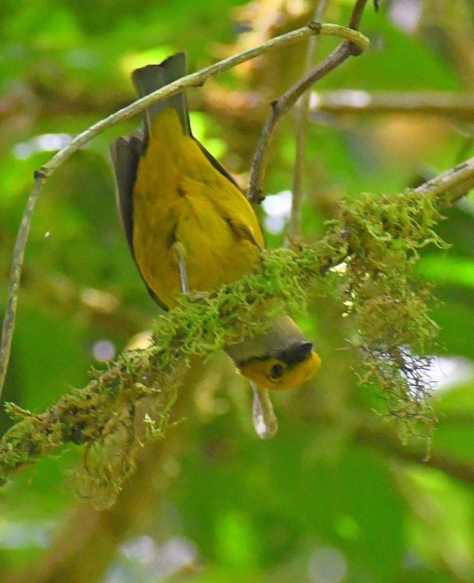 Silver-throated Tanager - ML620891692