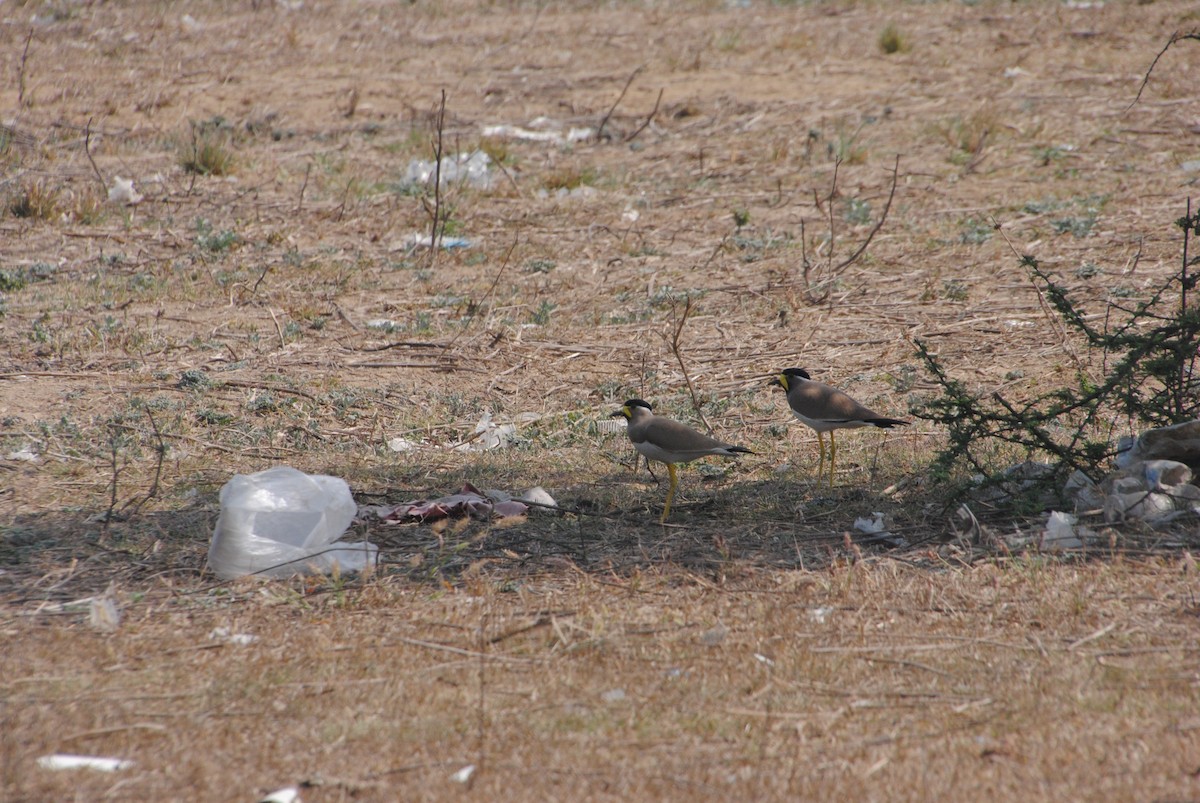 Yellow-wattled Lapwing - ML620891694