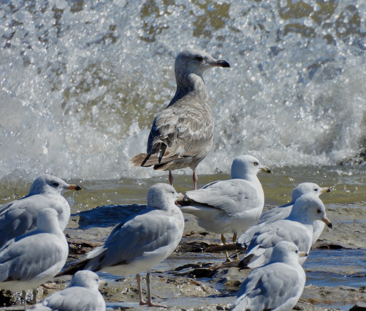 Herring Gull - ML620891695