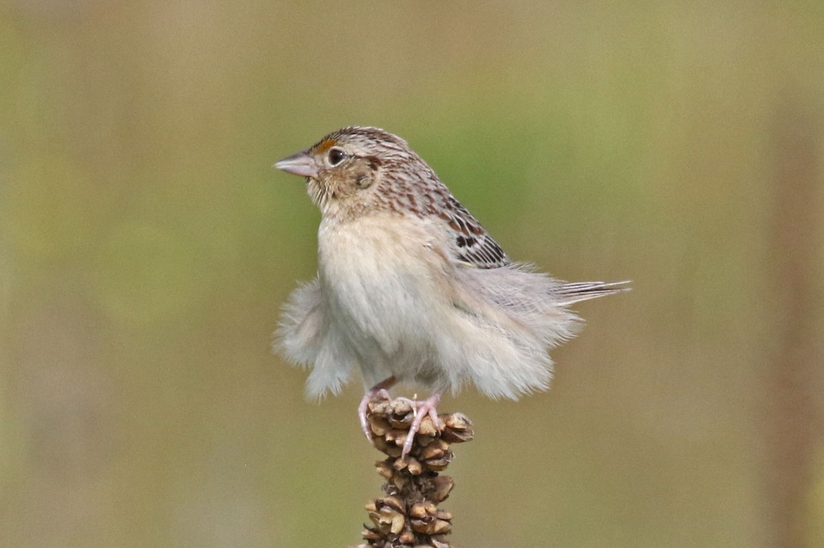 Grasshopper Sparrow - Joan and/or George Sims