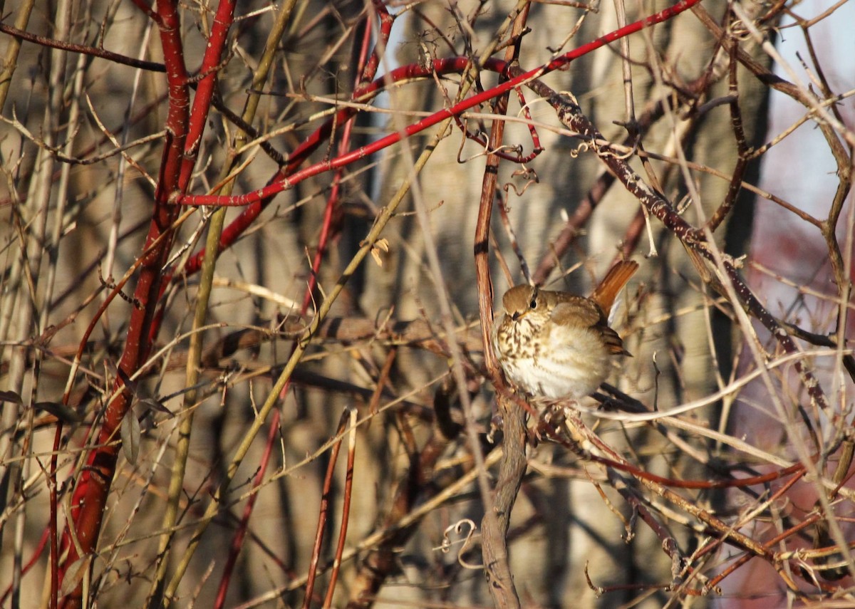 Hermit Thrush - ML620891698