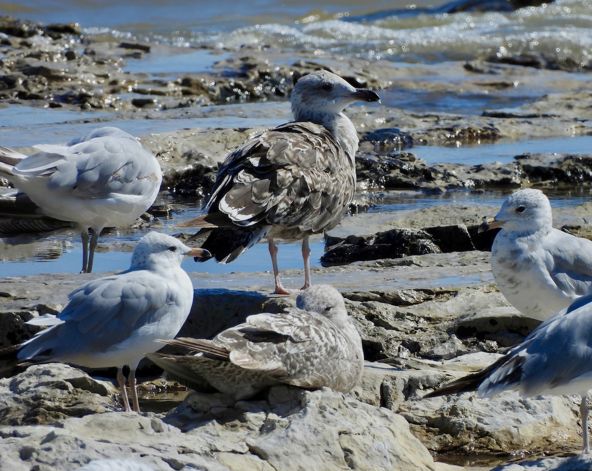 Lesser Black-backed Gull - ML620891699