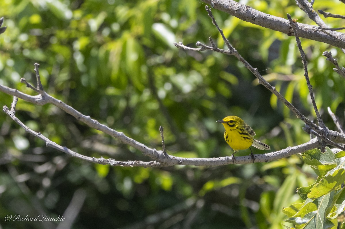 Prairie Warbler - ML620891701