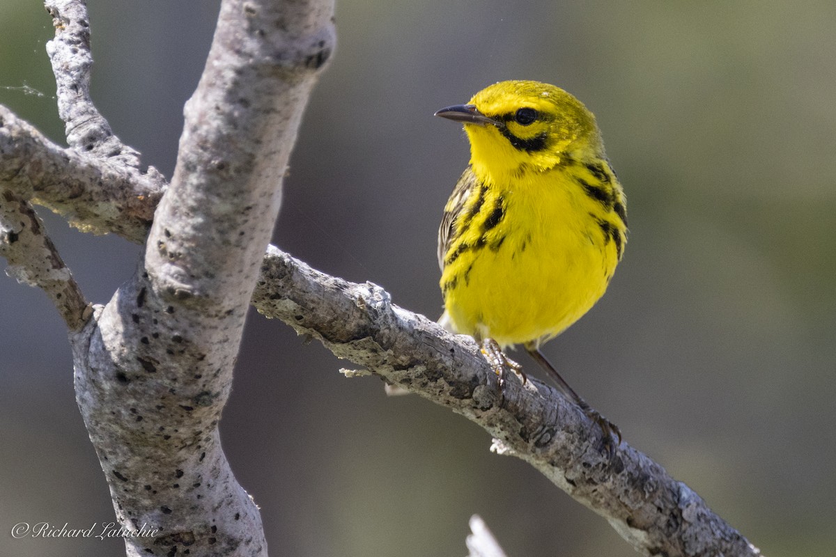 Prairie Warbler - ML620891702