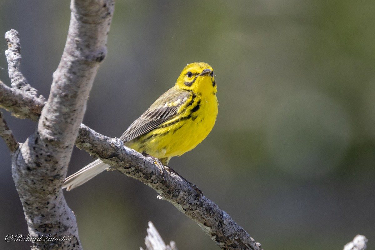 Prairie Warbler - ML620891703