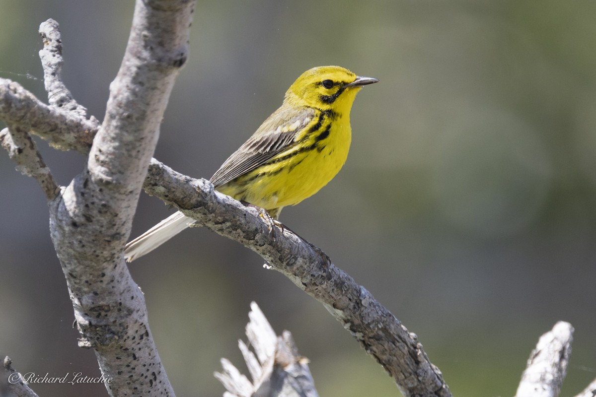 Prairie Warbler - ML620891704