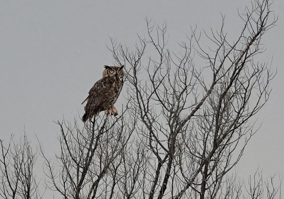 Great Horned Owl - ML620891705
