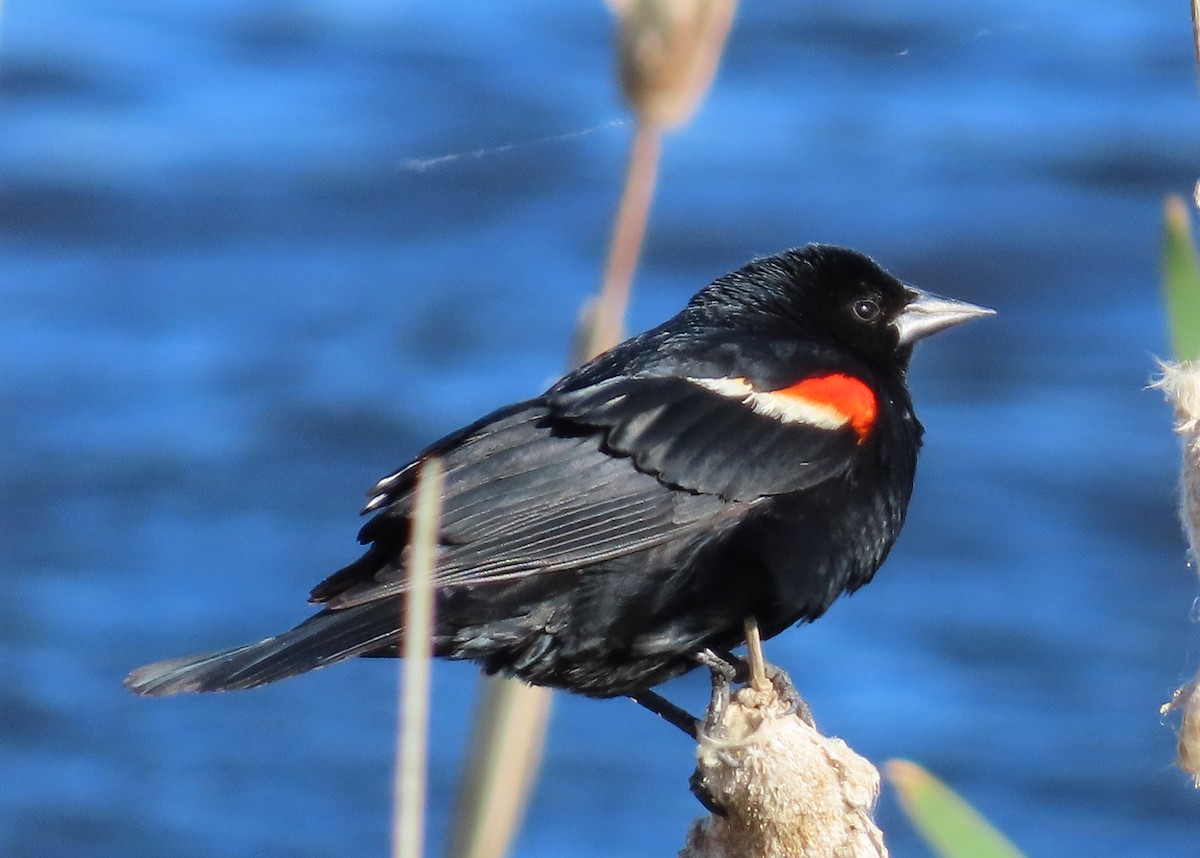 Red-winged Blackbird - Fran Kerbs