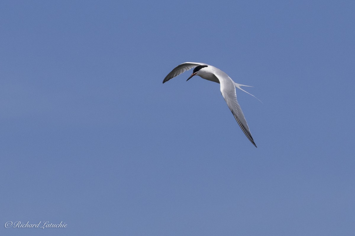 Roseate Tern - ML620891708