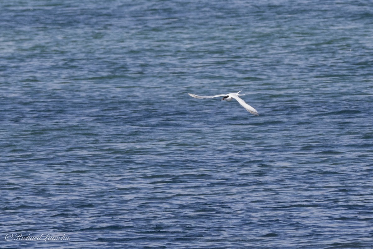 Roseate Tern - ML620891709