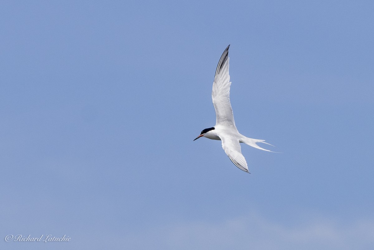 Roseate Tern - ML620891710