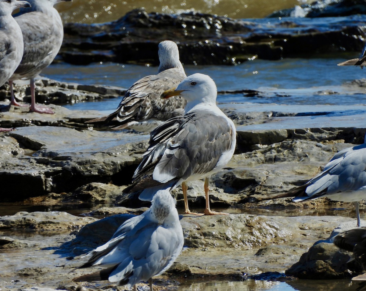 Lesser Black-backed Gull - ML620891711