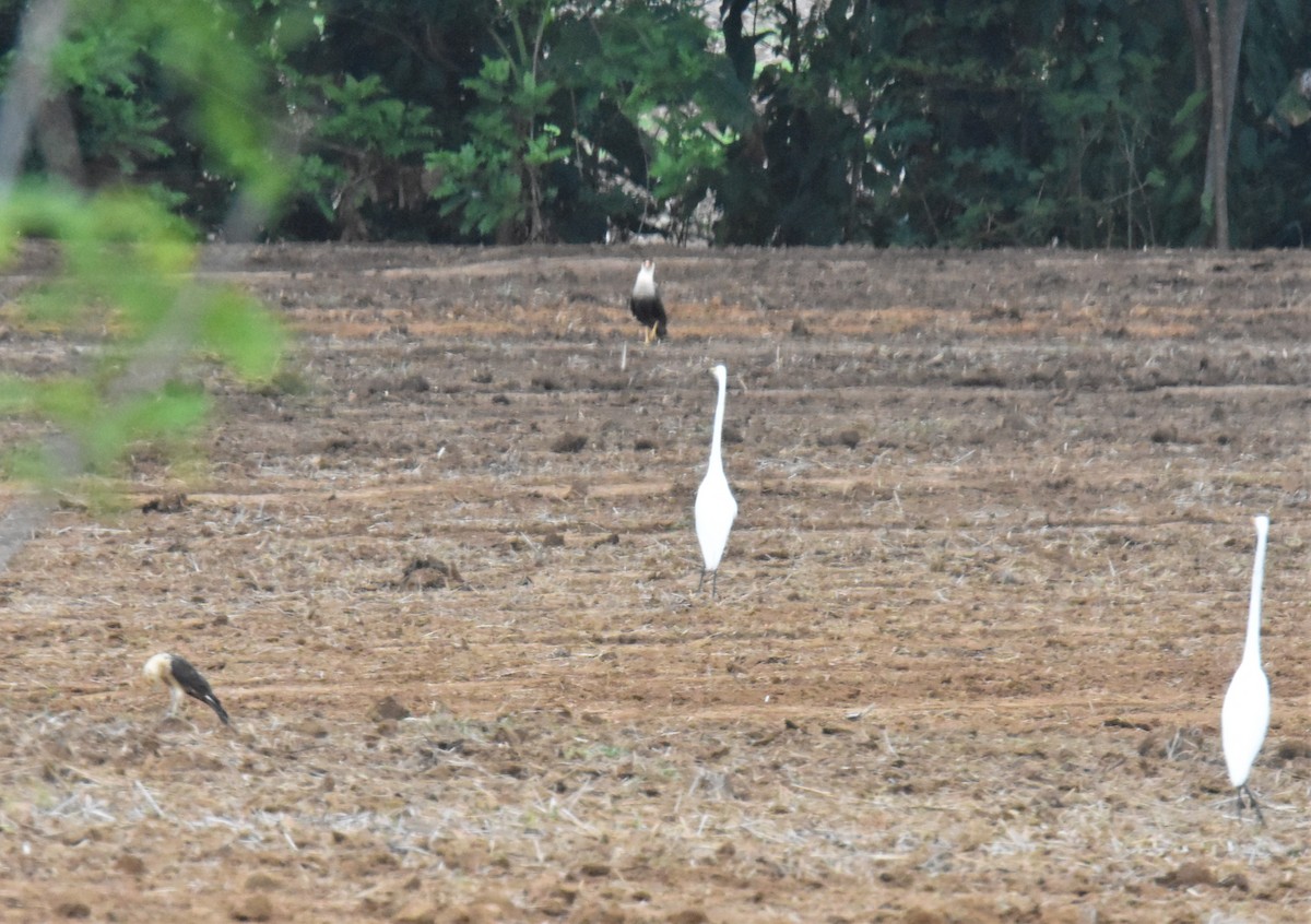 Crested Caracara (Northern) - ML620891714