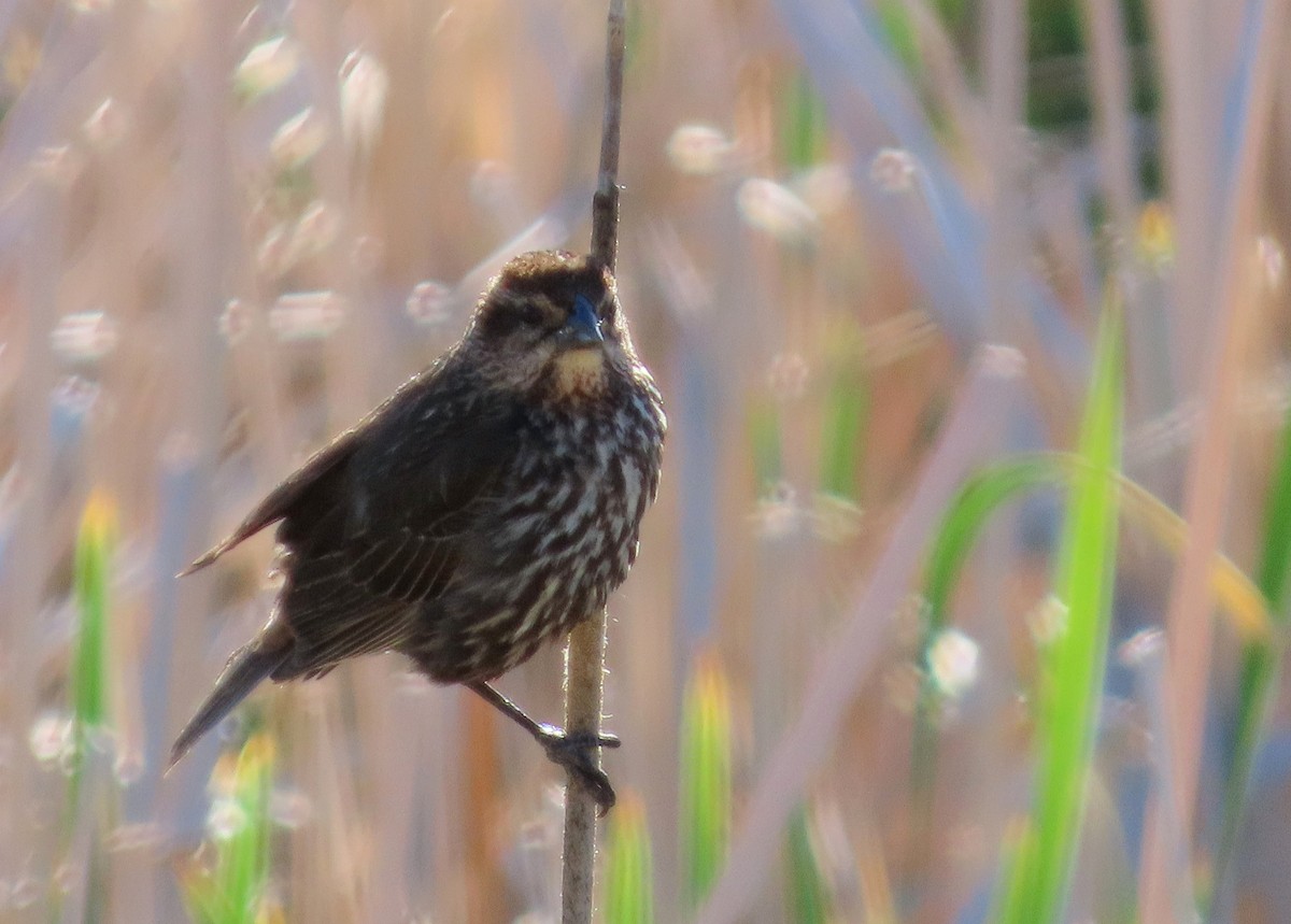 Red-winged Blackbird - ML620891715