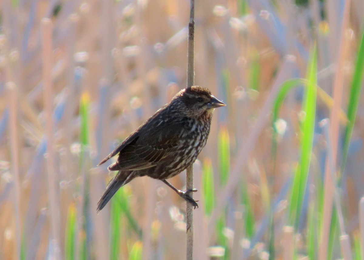 Red-winged Blackbird - ML620891716