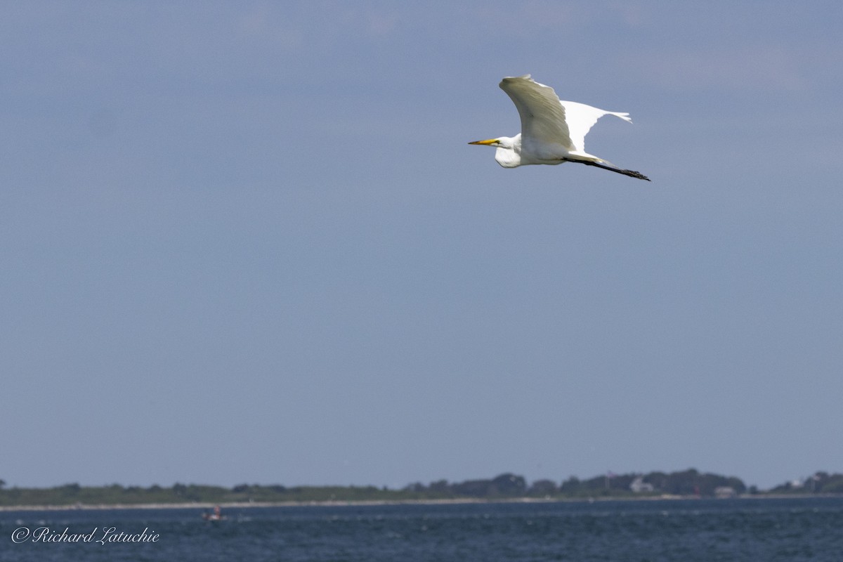 Great Egret - ML620891717